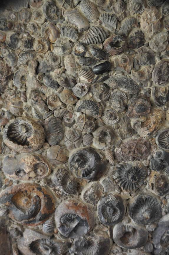 Dezenas de fósseis marinhos, prova que Villa de Leyva já esteve sob o mar! (Colômbia)